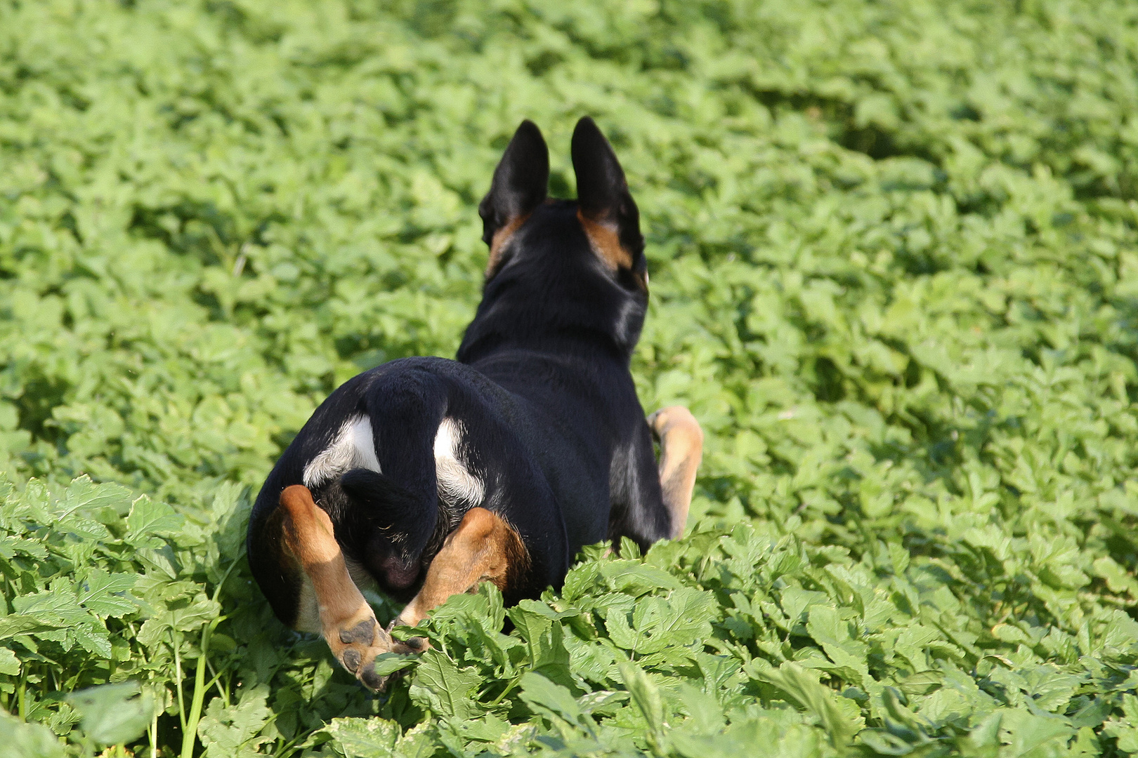 Spaß mit Hund im Feld #5