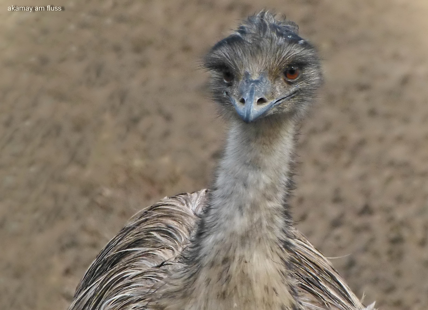 Spaßvogel - Emu