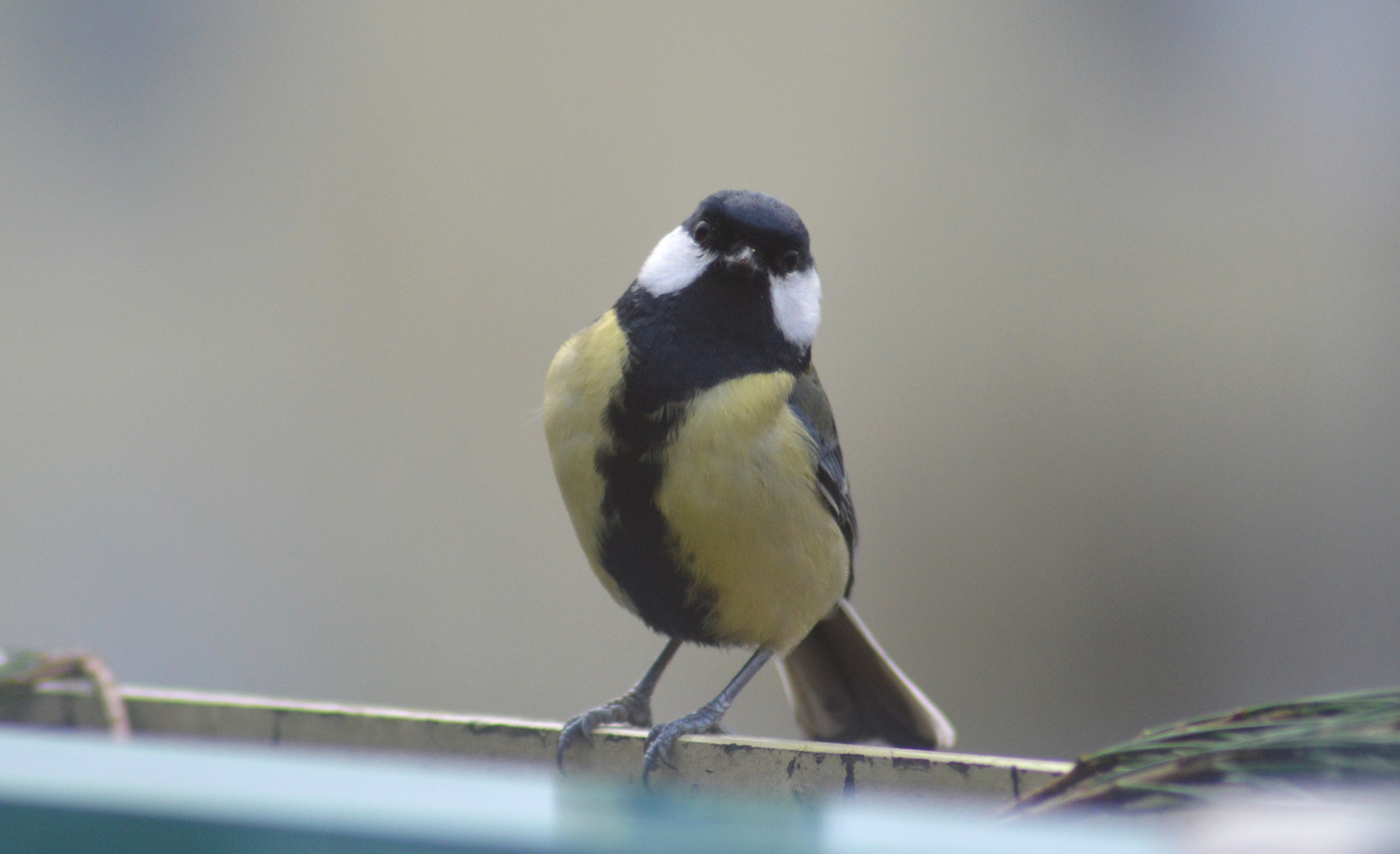 Spaßvogel ;-) ... (Kohlmeise; leider zu wenig Sonne) / Funny great tit (not much sun on that day)