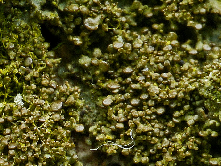 Spatel-Braunflechte (Melanohalea exasperatula) II