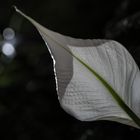 Spathiphyllum