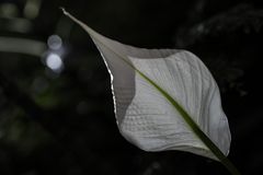 Spathiphyllum