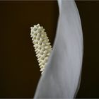 SPATHIPHYLLUM