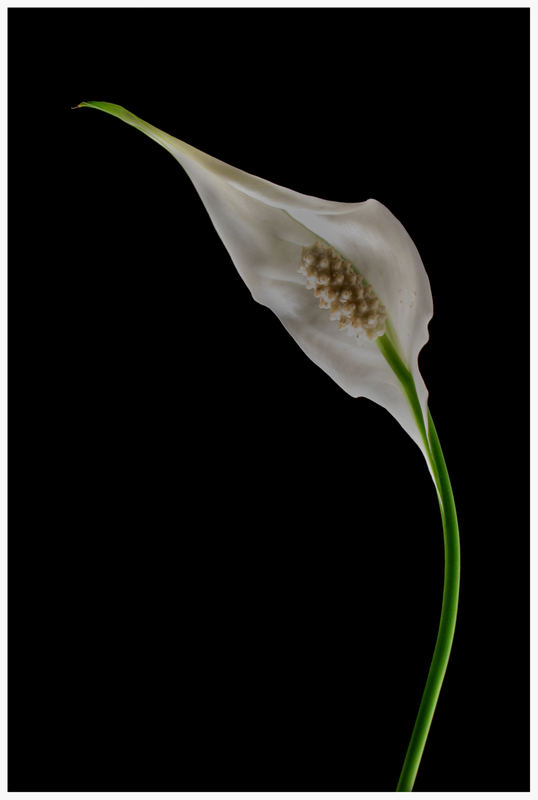 SPATHIPHYLLUM