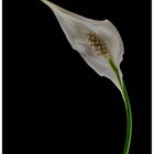 SPATHIPHYLLUM