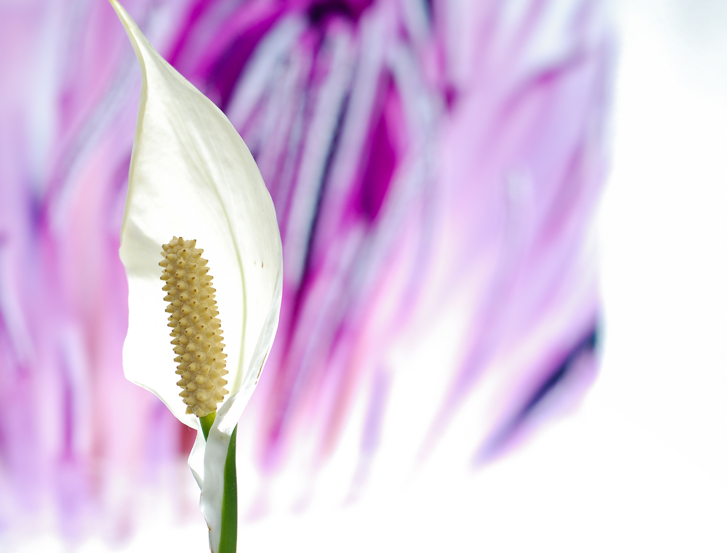 spathiphyllum 2