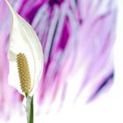 spathiphyllum 2