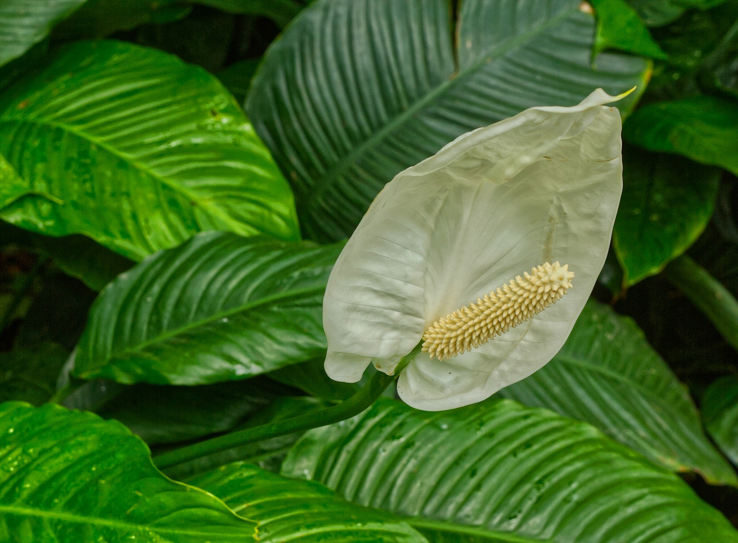 Spathiphyllum