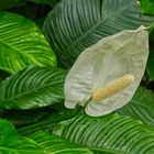 Spathiphyllum