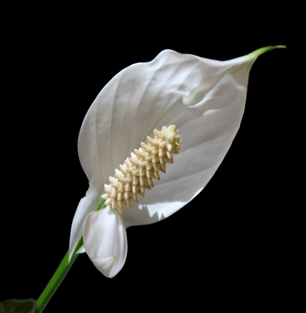 Spathiphyllum