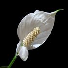 Spathiphyllum