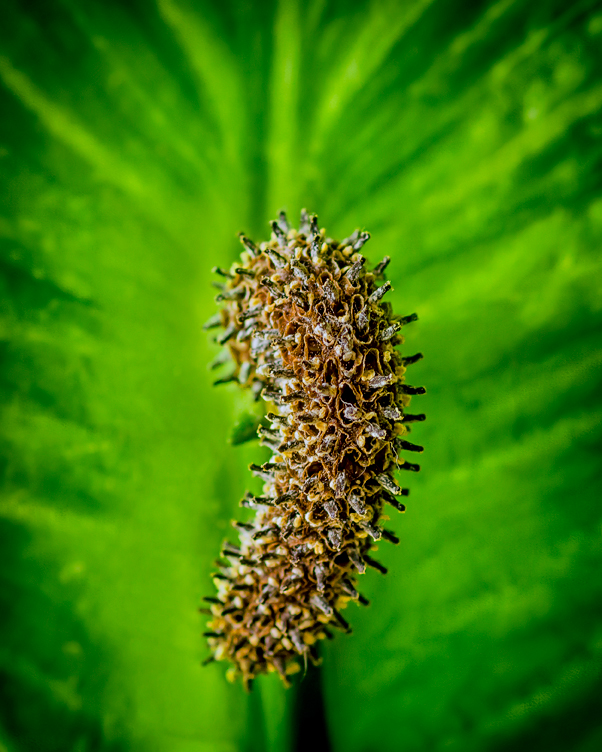 Spathiphyllum