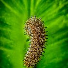 Spathiphyllum