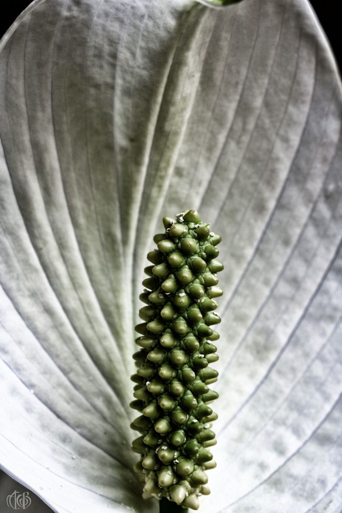 Spathiphyllum