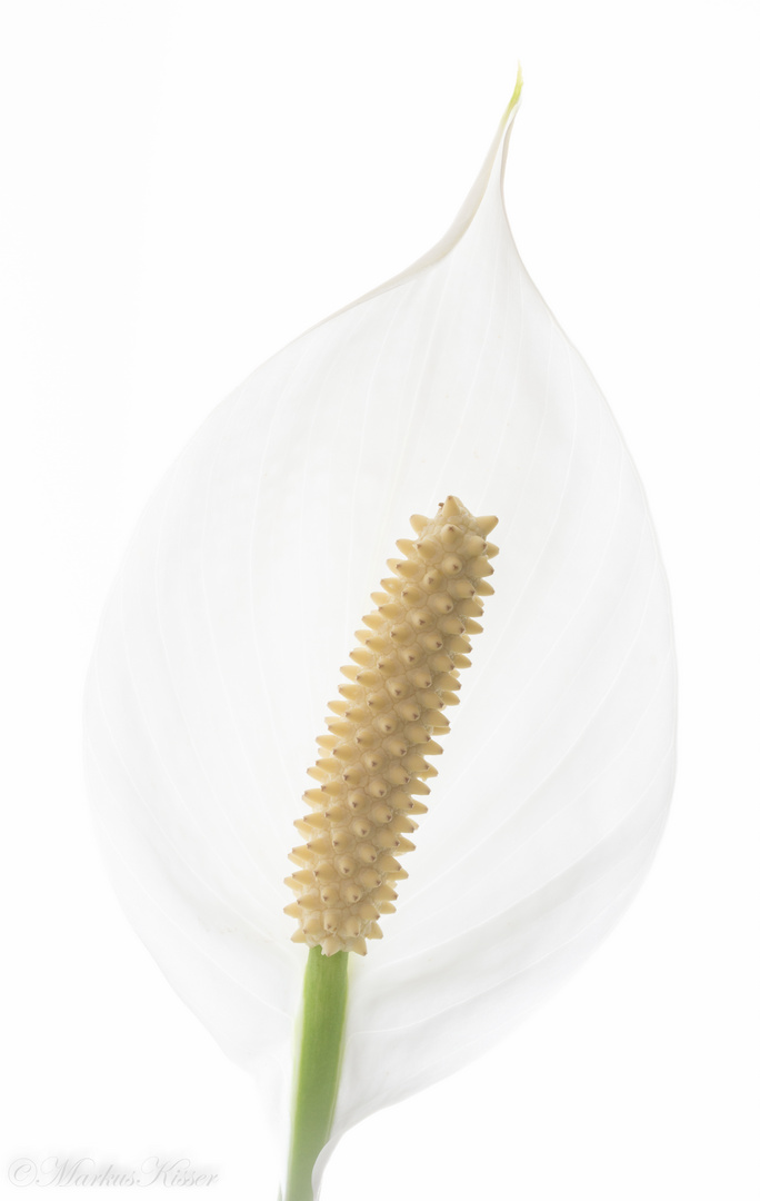 Spathiphyllum