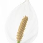 Spathiphyllum