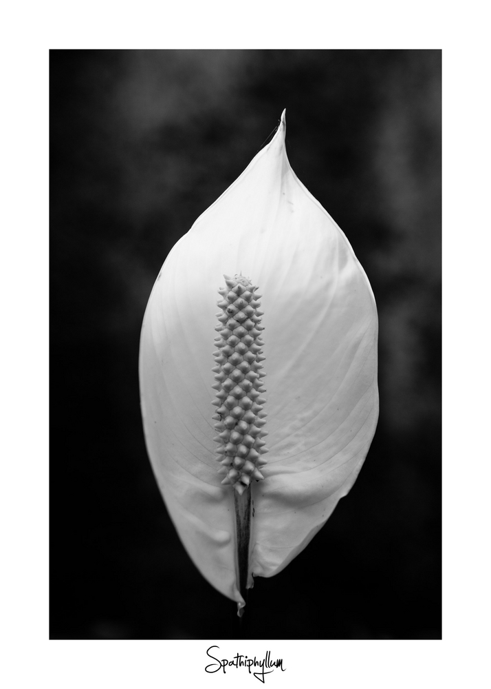 Spathiphyllum