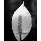 Spathiphyllum