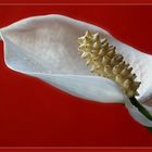 * Spathiphyllum *