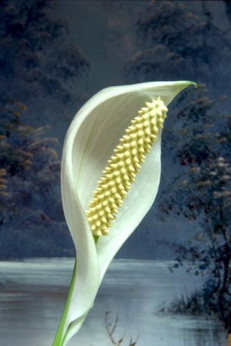 Spathiphyllum