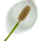 Spathiphyllum 