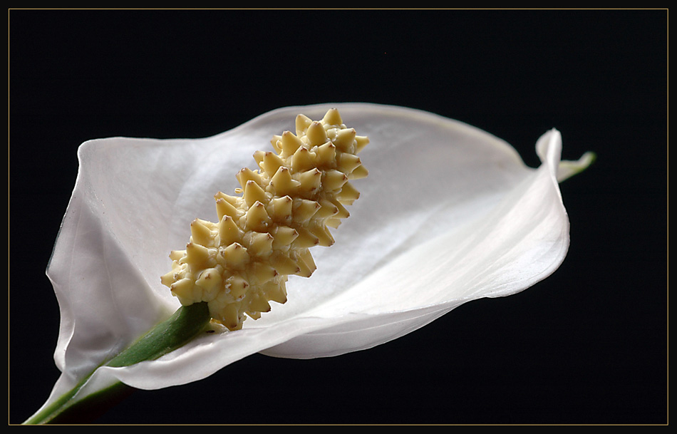 Spathiphyllum