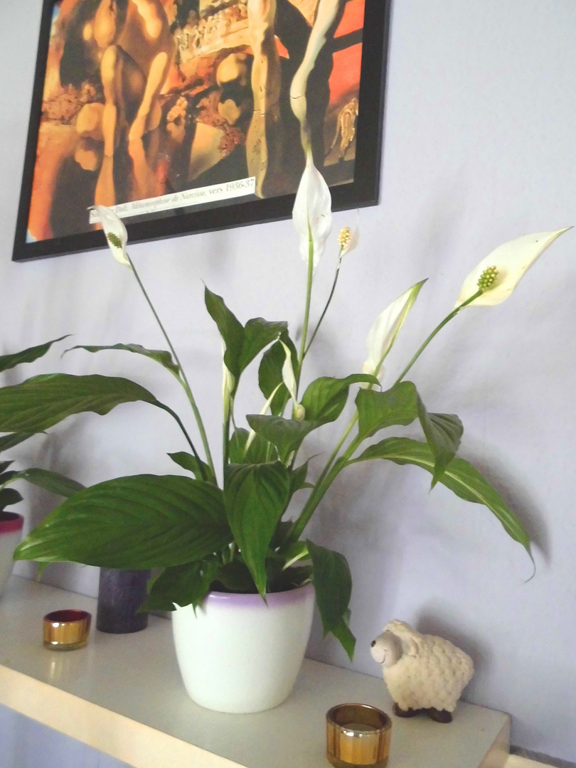 Spathiphyllum