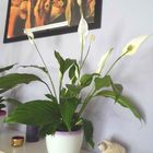 Spathiphyllum