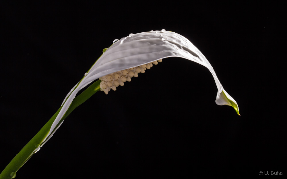 Spathiphyllum