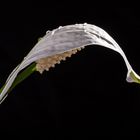 Spathiphyllum