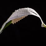 Spathiphyllum