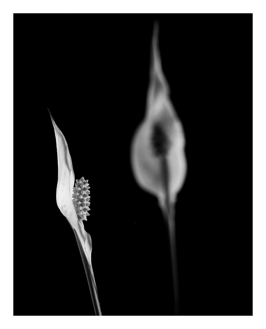 - Spathiphyllum -