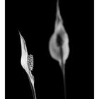 - Spathiphyllum -