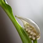 Spathiphyllum