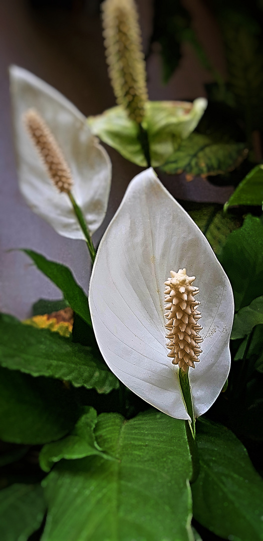 Spathiphyllum