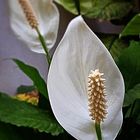 Spathiphyllum