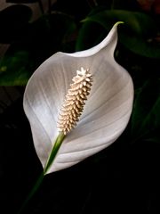 Spathiphyllum