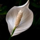 Spathiphyllum