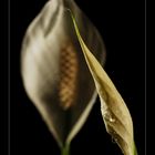 Spathiphyllum