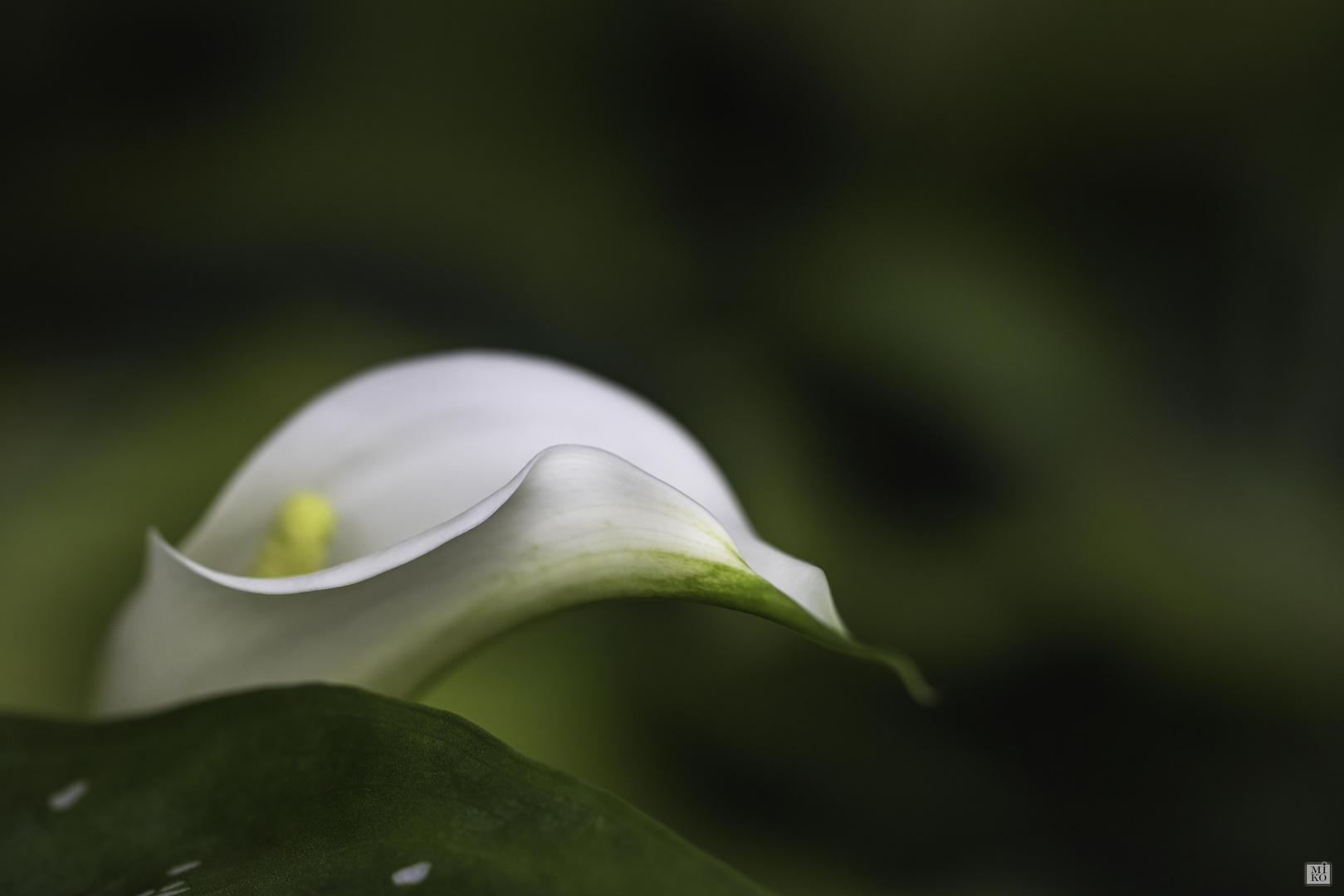 Spathiphyllum cochlearispathum - Scheidenblatt