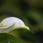 Spathiphyllum cochlearispathum - Scheidenblatt