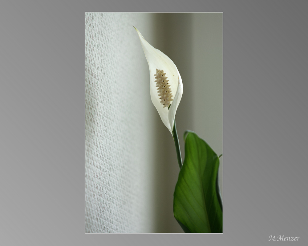 Spathiphyllum Color - reloaded @ Jana