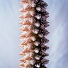 Spathiphyllum cross