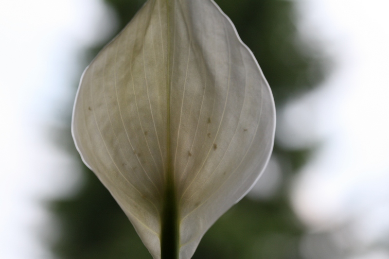 Spathiphyllum