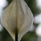 Spathiphyllum