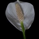 Spathiphyllum