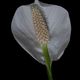 Spathiphyllum