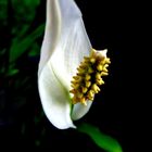 Spathiphyllum