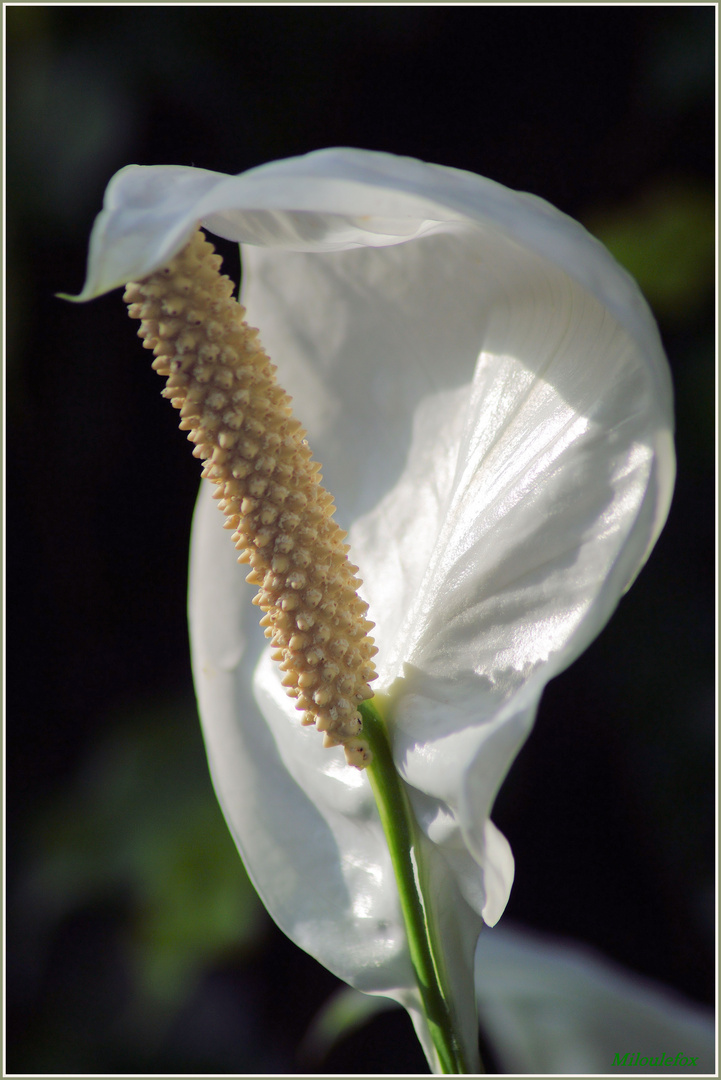 spathiphyllum