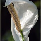 spathiphyllum